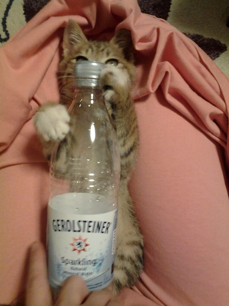 500mlペットボトルを気に入った子猫のごん太