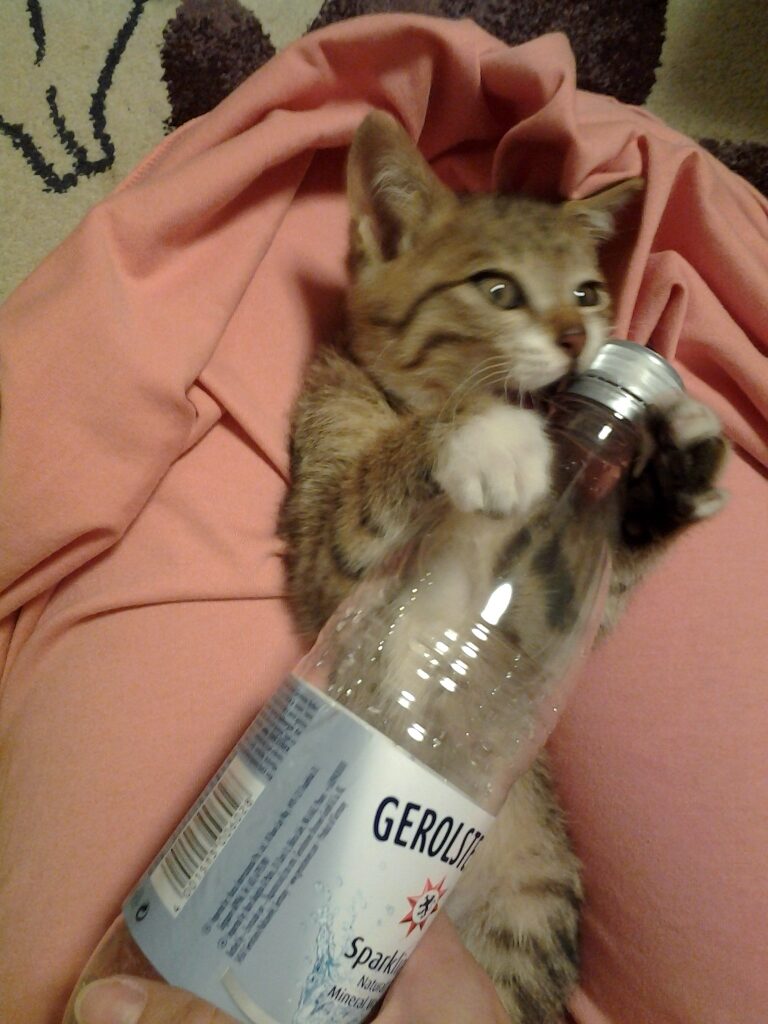 500mlペットボトルを気に入った子猫のごん太