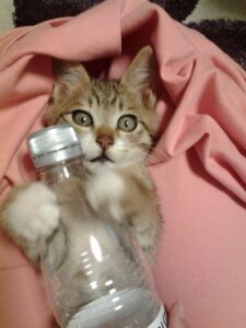 500mlペットボトルをかかえてる子猫時代のごん太