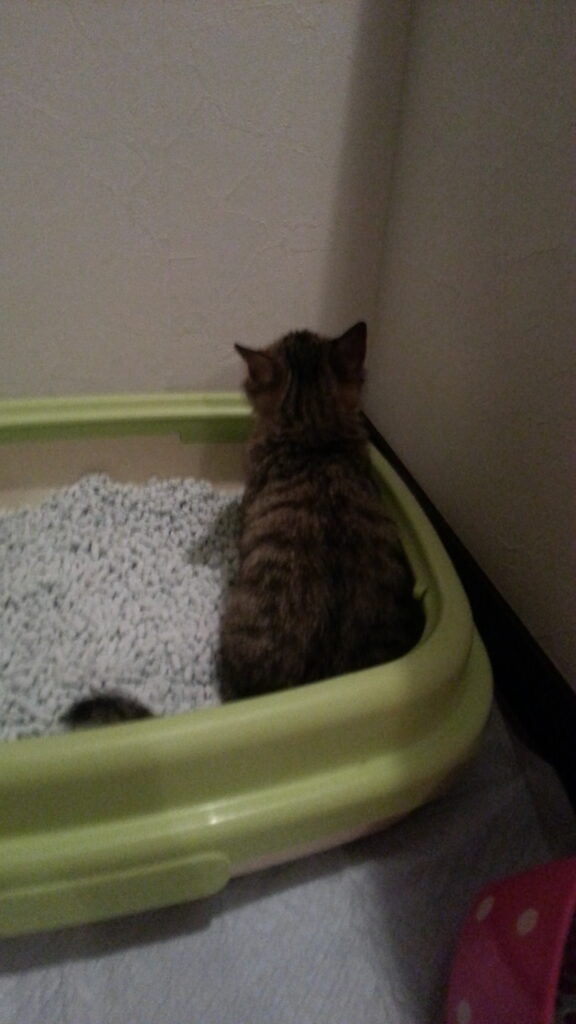 わが家に来た翌日に猫砂のトイレへ入ったごん太