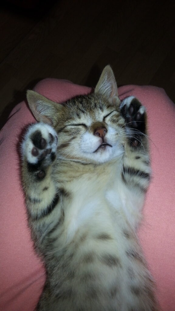 膝の上でへそ天して眠る子猫のごん太